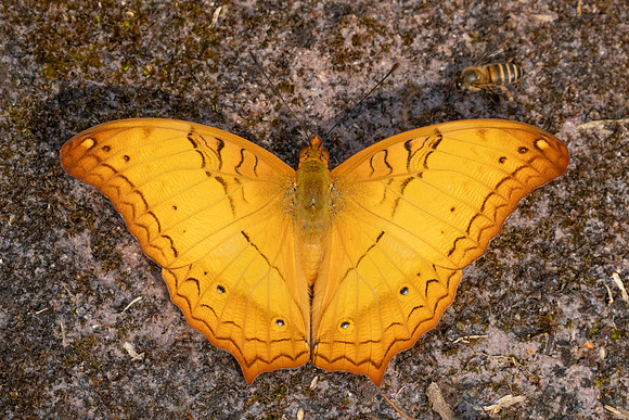 Vindula erota-4047