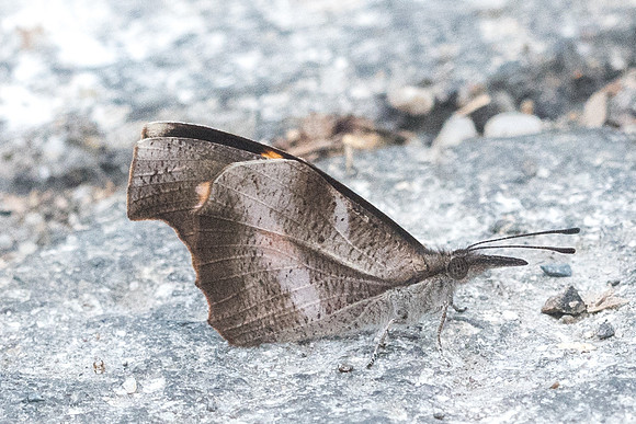 Libythea myrrha sanguinalis-7093 - Doi-Suthep 14/03/23