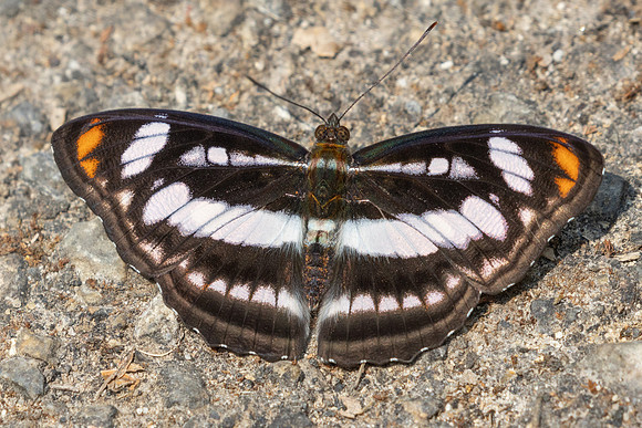 Athyma nefte-3681