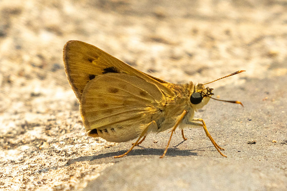 Thoressa masoni-1245