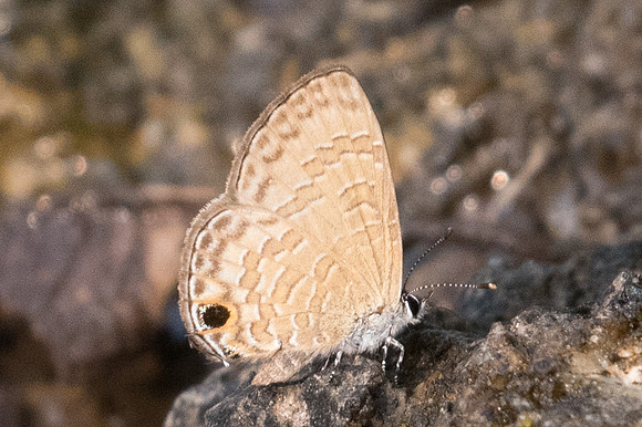 Prosotas pia-6756 - Doi-Suthep - 10/03/23