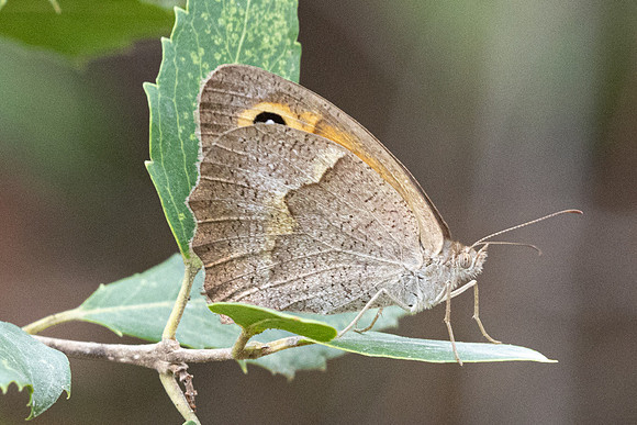 Maniola jurtina-1512 -  Antalya, Goynuk canyon - 19/09/24