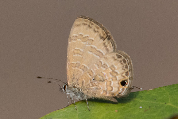 Prosotas pia marginata-2363- Doi-Suthep - 8/03/23