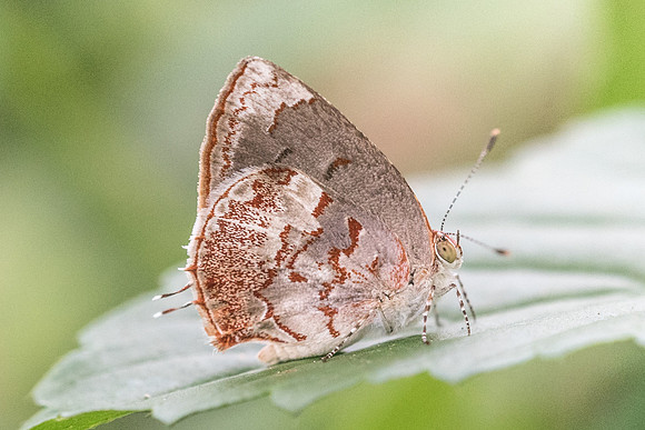 Ministrymon phrutus-5007