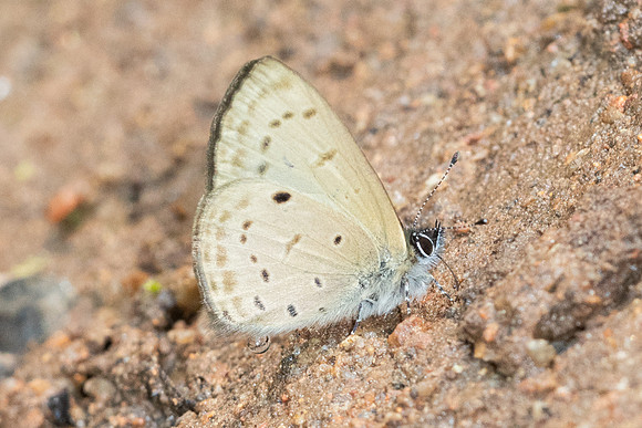 Una usta-6052
