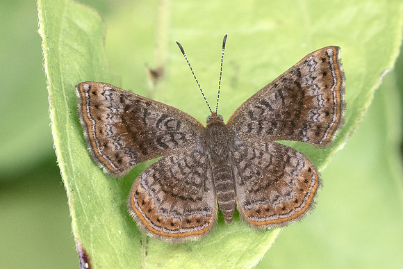 Calephelis perditalis id--4727 - Restaurante Corazon de Chicamocha - 1400m