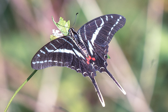 Protographium philolaus-3277 - Tulum - 28/05/18