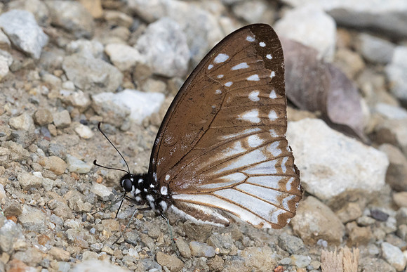 Graphium ramaceus-8298 - Sungai chiling - 9/03/25