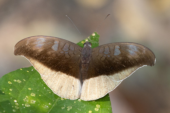 Cynitia cocytus-6922 - Doi-Suthep - 28/03/24