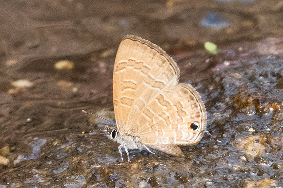 Prosotas pia-6773 - Doi-Suthep - 10/03/23