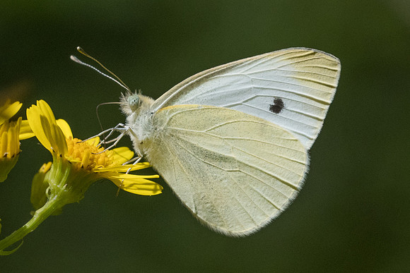 Pieris rapae - 0376 - Croissy Beaubourg - 8/07/23
