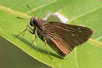 Caltoris bromus-2275 -  Doi Suthep - 8/03/23