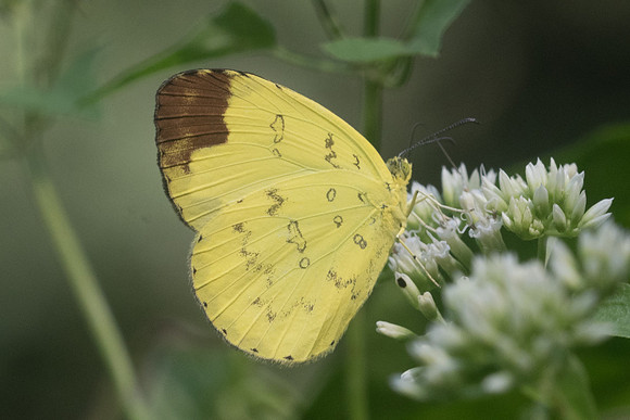 Eurema simulatix id?-9505 - Chiang Dao - 14/11/23