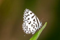 Castalius rosimon-2009