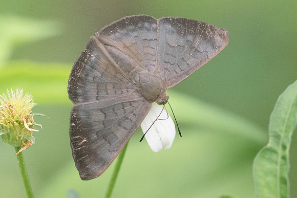 Emesis liodes-4141