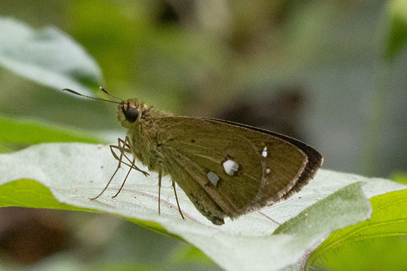 Scobura isota-2538