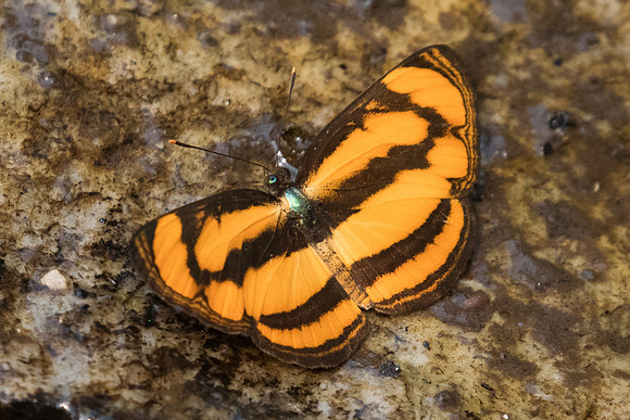 Pantoporia paraka paraka-6449 - Doi Suthep 10/03/23