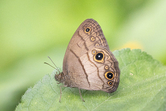 Hermeuptychia harmonia-5779