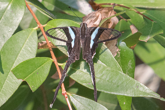 Lamproptera meges virescens-7574 - Doi-Suthep - 10/03/23