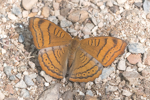 Pseudergolis wedah-1406 - Chiang Dao - 16/11/23