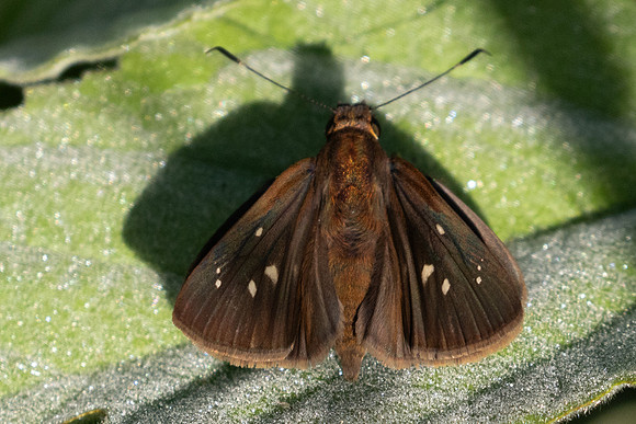 Vettius artona id--0889