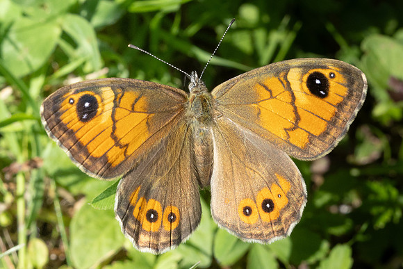 Lasiommata maera ♀-8995 - Roissy en Brie - 10/08/24
