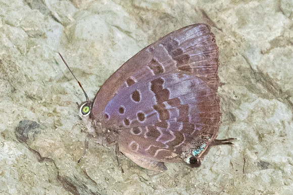 Arhopala agaba-5883 - Doi - Suthep - 25/03/24