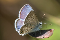 Hemiargus ceraunus-3061