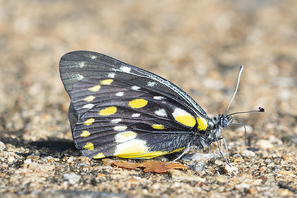 Délias belladone-5067 - Doi Inthanon - 26/03/25