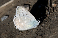 Polyommatus daphnis ♂-3203
