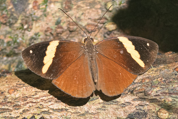 Xanthotaenia busiris busiris-7025 - Khao Phanom Bencha National Park -28/11/23