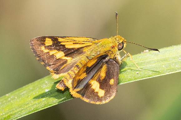 Potanthus sp-6240