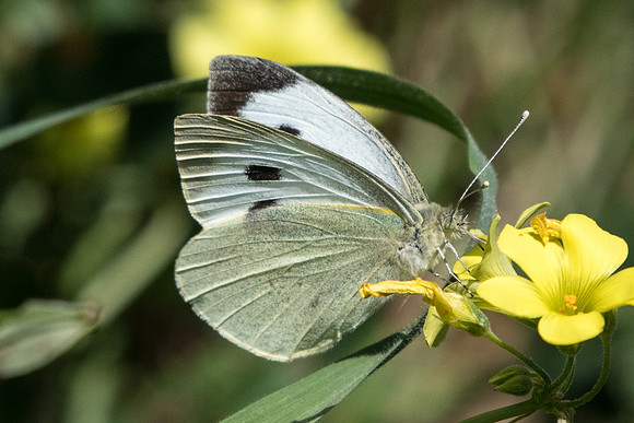 Pieris brassicae ♀-8598 - Conil de la frontera - 10/03/22