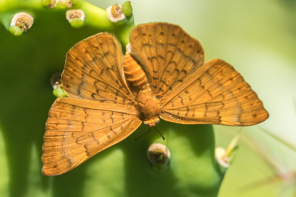 Emesis vulpina (F)-3055