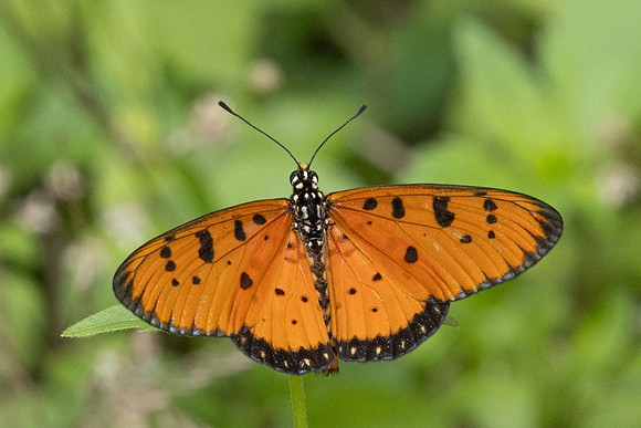 Acraea terpsicore-6806 - Sepang - 30/03/25