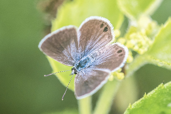 Hemiargus ceraunus astenidas --2735