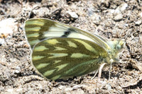 Pontia callidice-9823 - Col de l'Izoard - 27/06/25