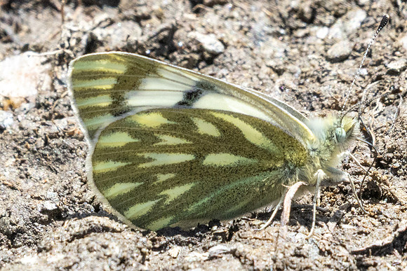 Pontia callidice-9823 - Col de l'Izoard - 27/06/25
