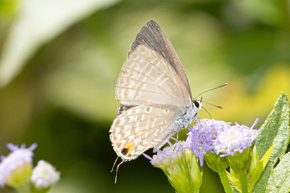 Catochrysops panormus-9652