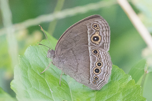 Mycalesis perseoides-4550 - Phanom Bencha Mountain Resort - 23/11/23