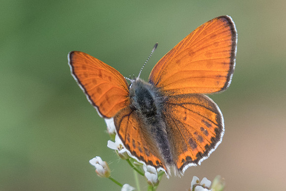 Lycaena thersamon-0055