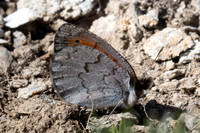 Erebia pandrose-9739 - Col d'Agnel - 22/06/25