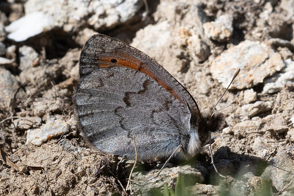 Erebia pandrose-9739 - Col d'Agnel - 22/06/25