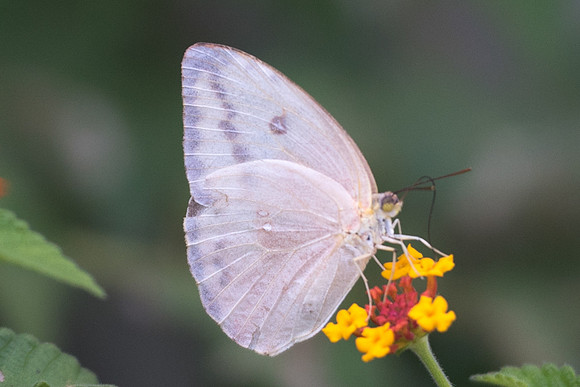 Phoebis agarithe-3384