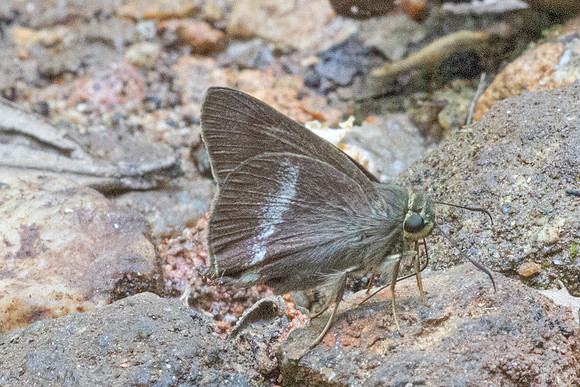 Halpe chromus-5631- Doi Suthep - 27/03/25