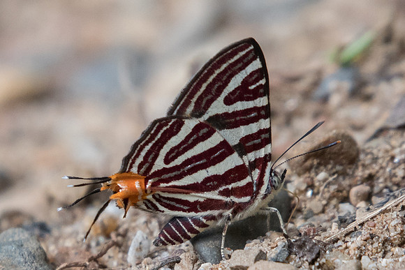 Spindasis seliga-1195 - Chiang Dao - 16/11/23