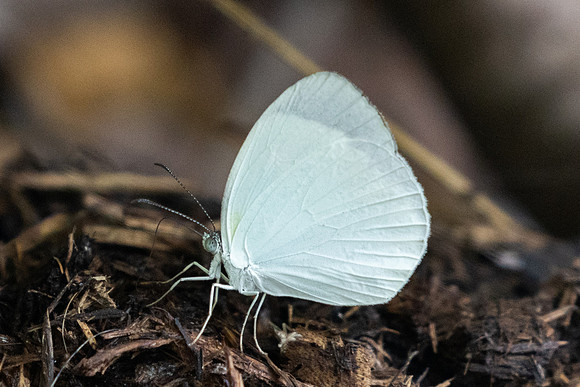 Eurema lirina-0356 - Barichara - 7/06/24