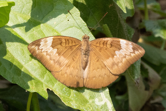 Euthalia monina-1638 - Chiang Dao - 18/03/25