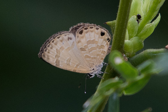 Prosotas lutea sivoka-1279 1278 - Doi-Suthep - 13/11/23