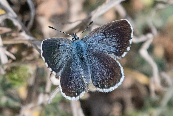 Pseudophilotes vicrama-7206